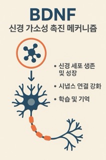 BDNF 신경 가소성 촉진 메커니즘