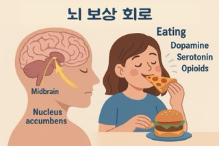 식사를 통해 도파민, 세로토닌, 오피오이드가 분비되는 뇌 보상 회로를 설명한 일러스트