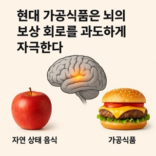 자연 음식과 가공식품이 뇌 보상 회로에 미치는 영향을 비교한 인포그래픽.