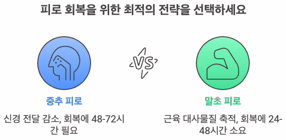 중추 피로(신경 전달 감소, 회복 48–72시간 필요)와 말초 피로(근육 대사물질 축적, 회복 24–48시간 소요)를 아이콘과 함께 대조한 인포그래픽