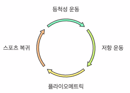 등척성 운동→저항 운동→플라이오메트릭→스포츠 복귀 단계를 원형 화살표로 순환하는 힘줄·인대 재활 주기 인포그래픽